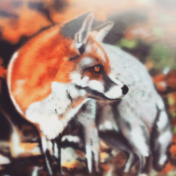Fox