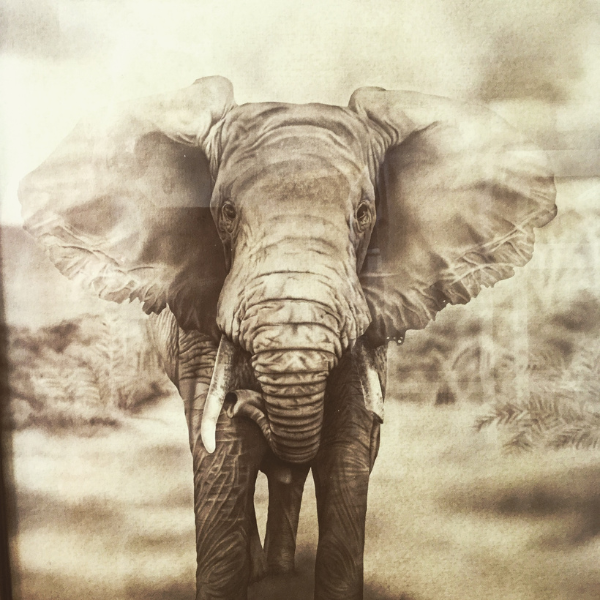 Elephant